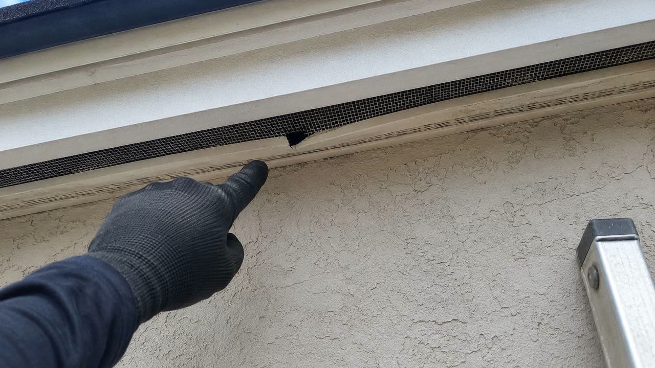 Gloved hand pointing to an attic animal entry point near a soffit